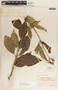 Asclepias similis image