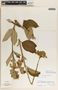 Asclepias similis image