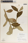 Asclepias similis image