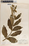 Asclepias similis image