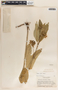 Asclepias similis image