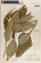 Asclepias similis image