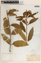 Asclepias similis image