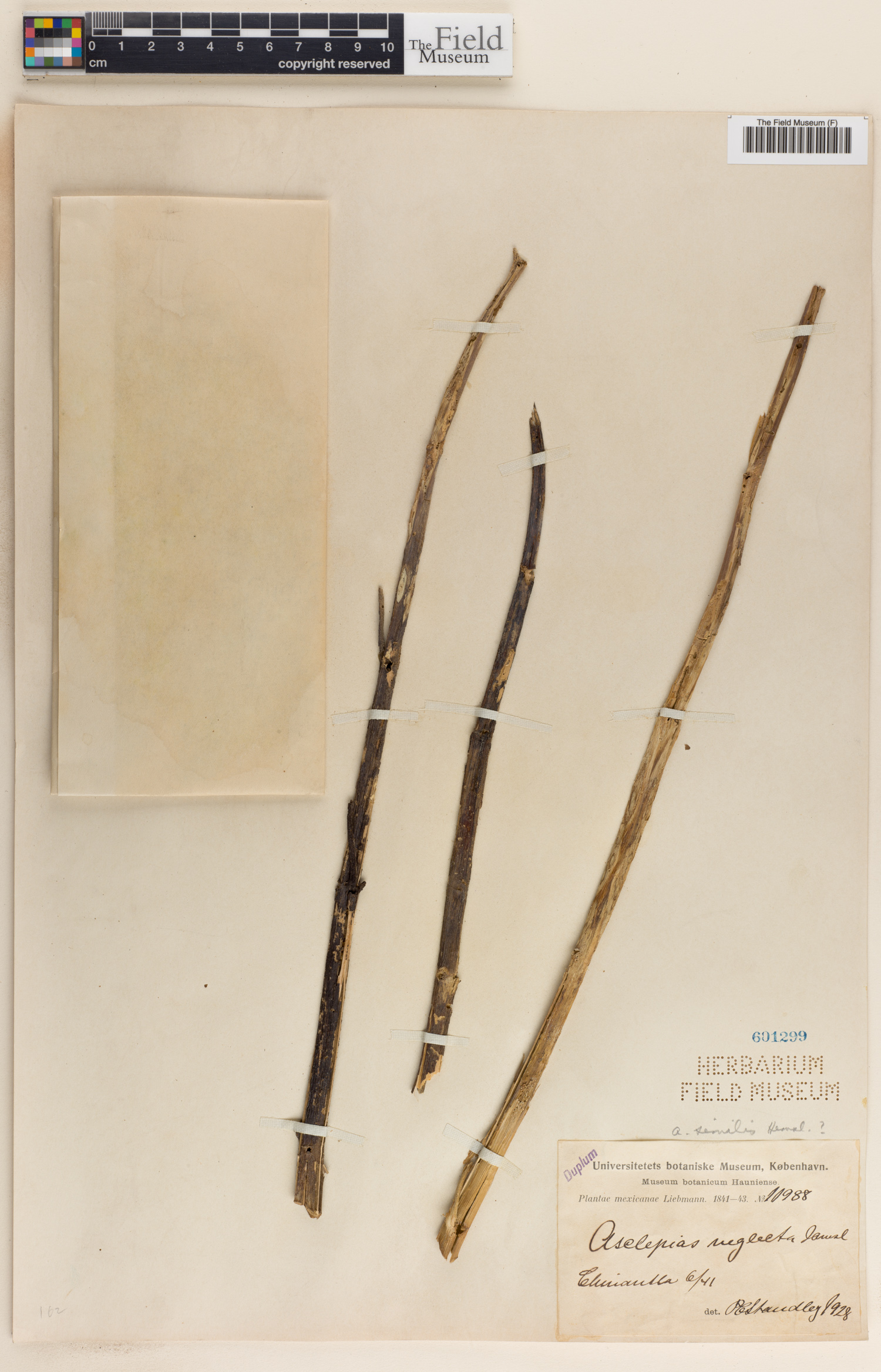 Asclepias similis image