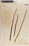 Asclepias similis image