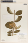 Asclepias similis image