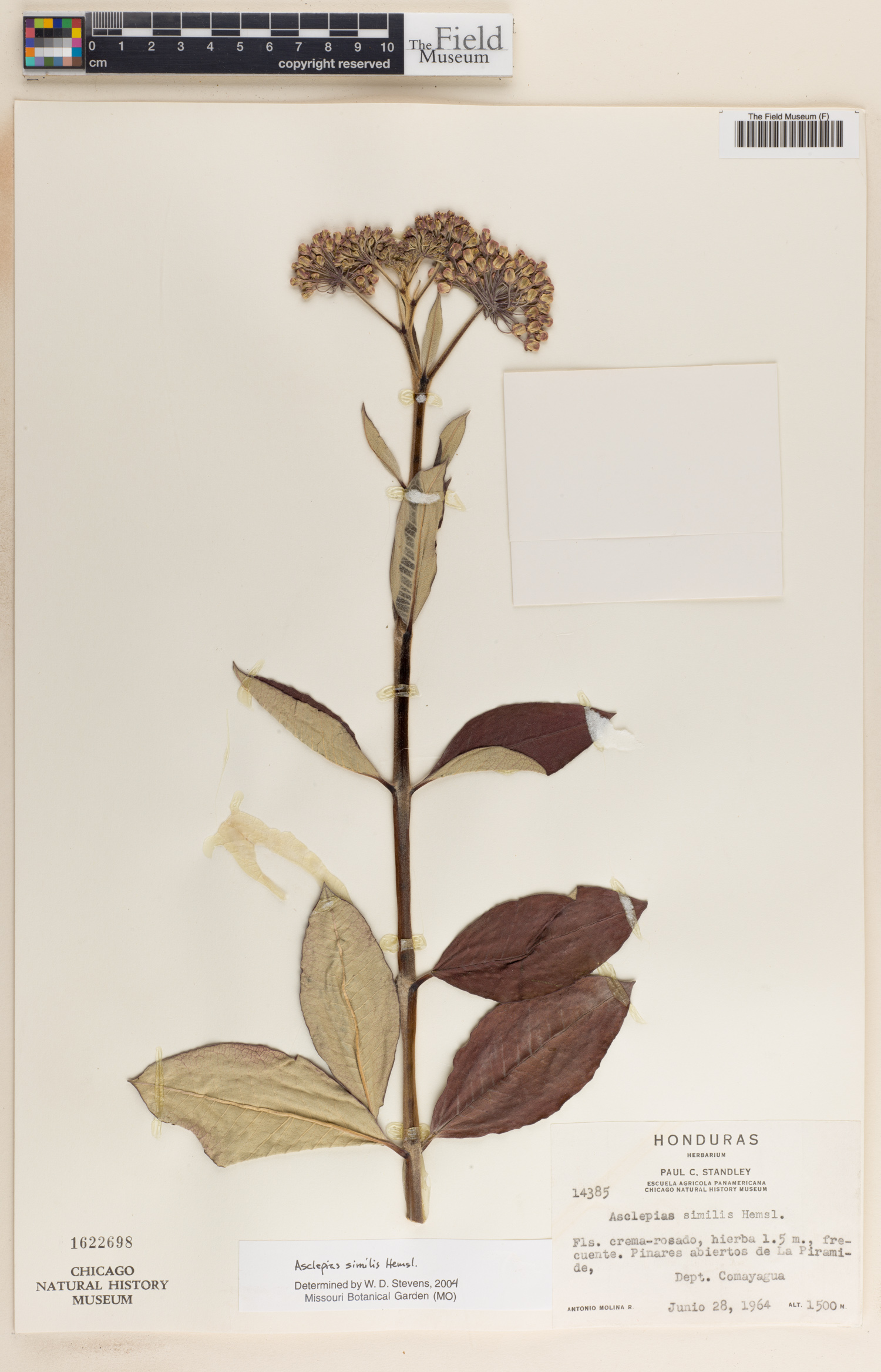 Asclepias similis image