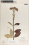 Asclepias similis image