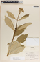 Asclepias similis image