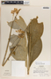 Asclepias similis image