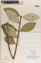 Asclepias similis image
