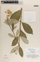 Asclepias similis image