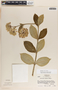 Asclepias similis image