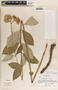 Asclepias similis image
