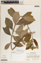 Asclepias similis image