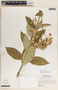 Asclepias similis image