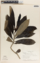 Thevetia ahouai image