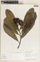 Thevetia ahouai image