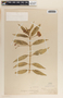 Asclepias curassavica image