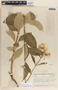 Asclepias similis image