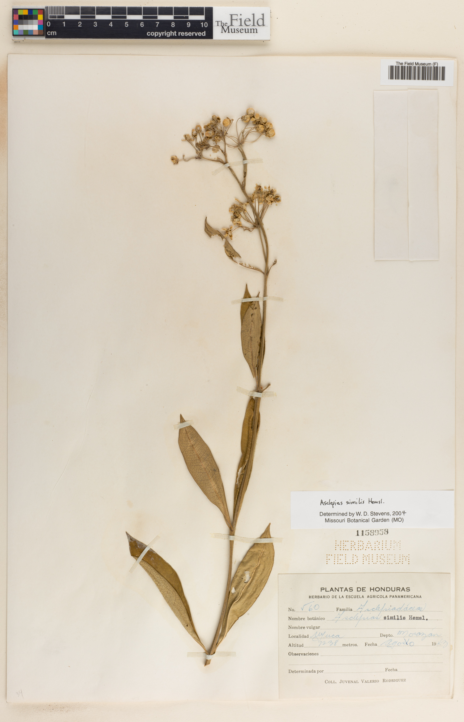 Asclepias similis image
