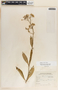Asclepias similis image