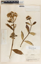 Asclepias similis image