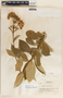 Asclepias similis image