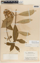 Asclepias similis image