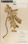 Asclepias similis image