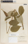Asclepias similis image