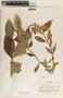 Asclepias similis image