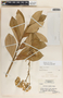 Asclepias similis image