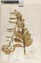Asclepias similis image