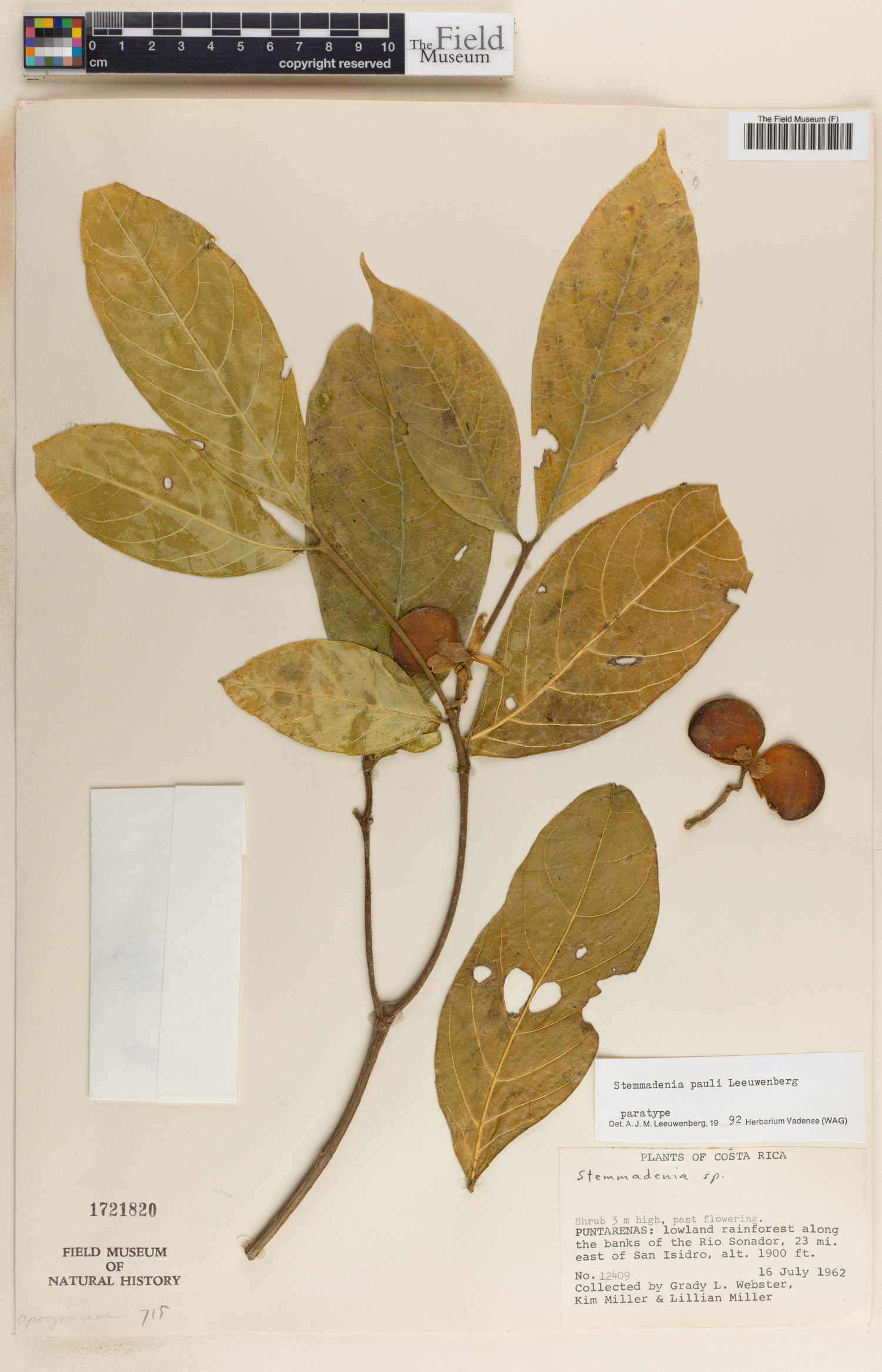 Stemmadenia pauli image