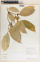 Stemmadenia pauli image