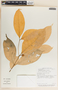 Stemmadenia pauli image