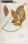Stemmadenia pauli image