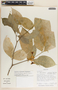 Stemmadenia pauli image
