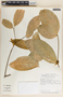 Stemmadenia pauli image