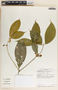 Stemmadenia pauli image