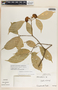 Stemmadenia pauli image