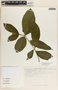 Stemmadenia pubescens image