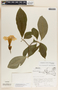 Stemmadenia pubescens image