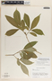 Stemmadenia robinsonii image