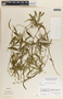 Thenardia chiapensis image