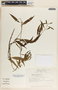 Thenardia chiapensis image