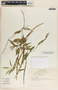 Thenardia chiapensis image