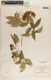Thenardia floribunda image