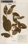 Thenardia floribunda image